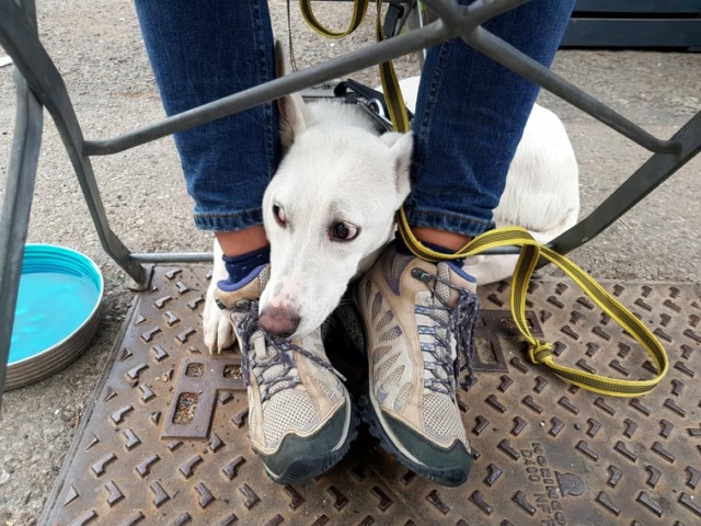 YOUKI (ex SASKIA) - chiot femelle, de taille moyenne  à l'âge adulte - née environ en septembre 2020 - REMEMBER ME LAND - ADOPTEE PAR MELISSA et LAURETTE (74) 25518410