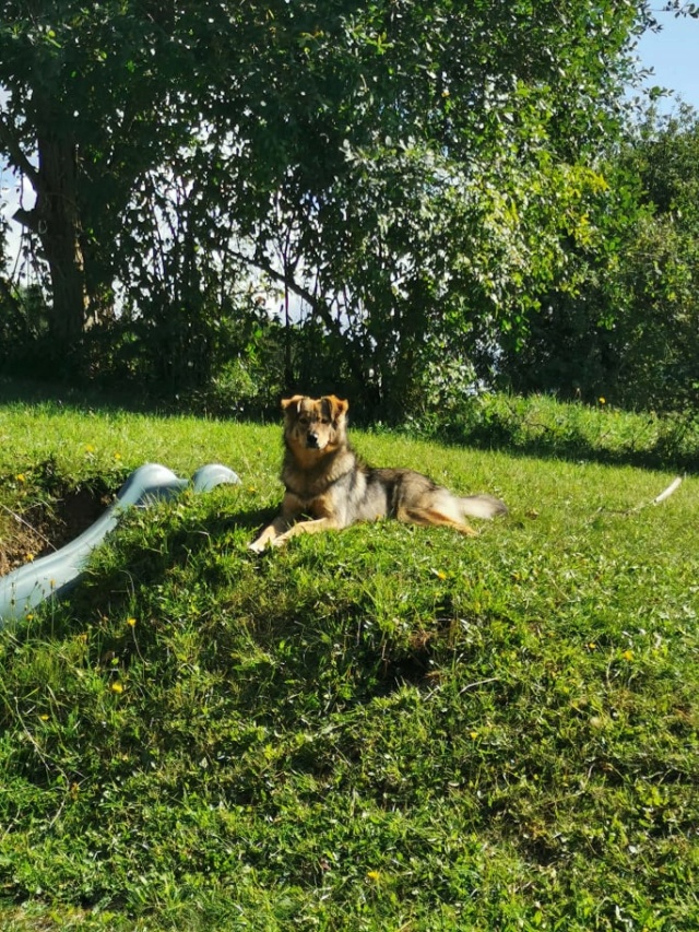 ORSO (ex BEAR) - chiot mâle, de taille moyenne à grande à l'âge adulte - né environ en août 2020 - REMEMBER ME LAND - Adopté par Guillaume et Élise (74) 25565710