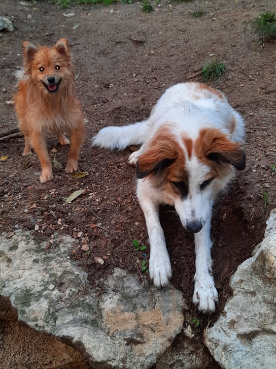 SORA- chiot femelle, de taille moyenne à l'âge adulte - née environ en mars 2021 - REMEMBER ME LAND - Adoptée par Sonia (13)  26030510