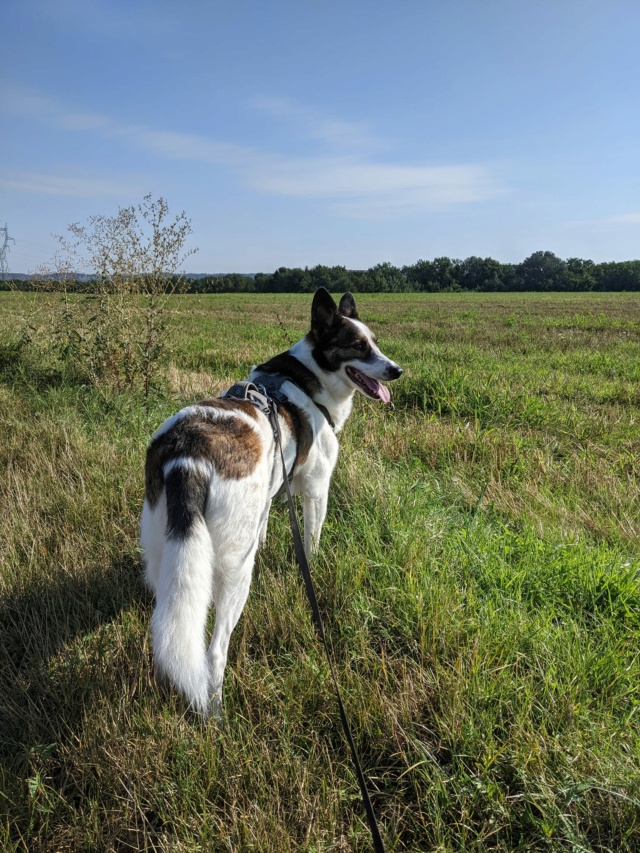 COYOTE - mâle, croisé de taille moyenne, né environ en octobre 2016 - (PASCANI) - REMEMBER ME LAND - Adopté par Laura (69) - Page 5 26103610