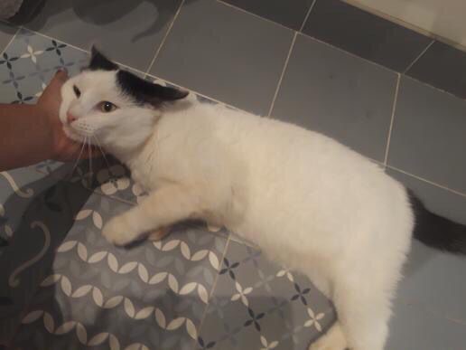 FRODON - chaton mâle, né environ en avril 2021 - Chez Carmina (Bucarest-Roumanie) - en FA chez Laurie (13) - Adopté par Leila (13) 26185510