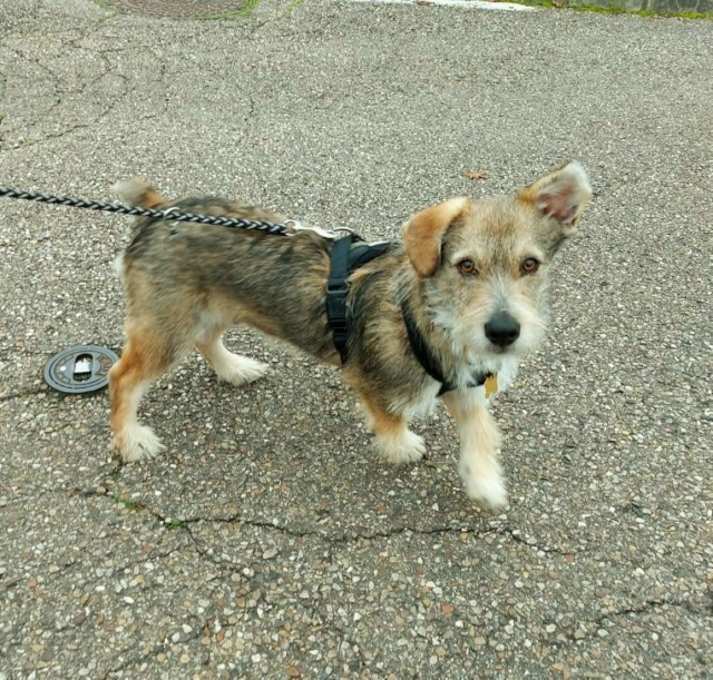 BROLY (ex APOLLO) - chiot mâle, de taille moyenne à l'âge adulte - né environ en janvier 2021 - REMEMBER ME LAND - Adopté par Céleste et Allan (54)  26487011