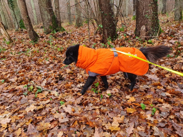 MUSHU (ex DAGONET) - mâle, de petite taille, né environ en juillet 2019 (fourrière de Giurgiu) - REMEMBER ME LAND - Adopté par  Olivia (92)  - Page 2 26646010