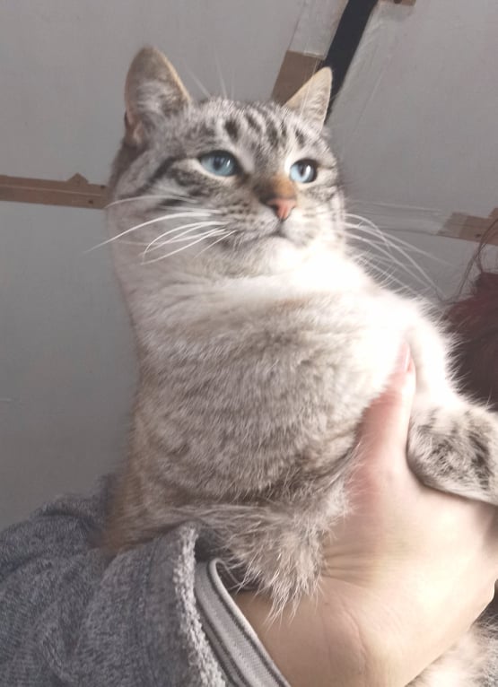 ESMEE (ex SOPHY), chat femelle, née environ en août 2020 - Chez Gina (Roumanie - Adoptée par Pascale Barbara (1470 - Belgique)  27169110