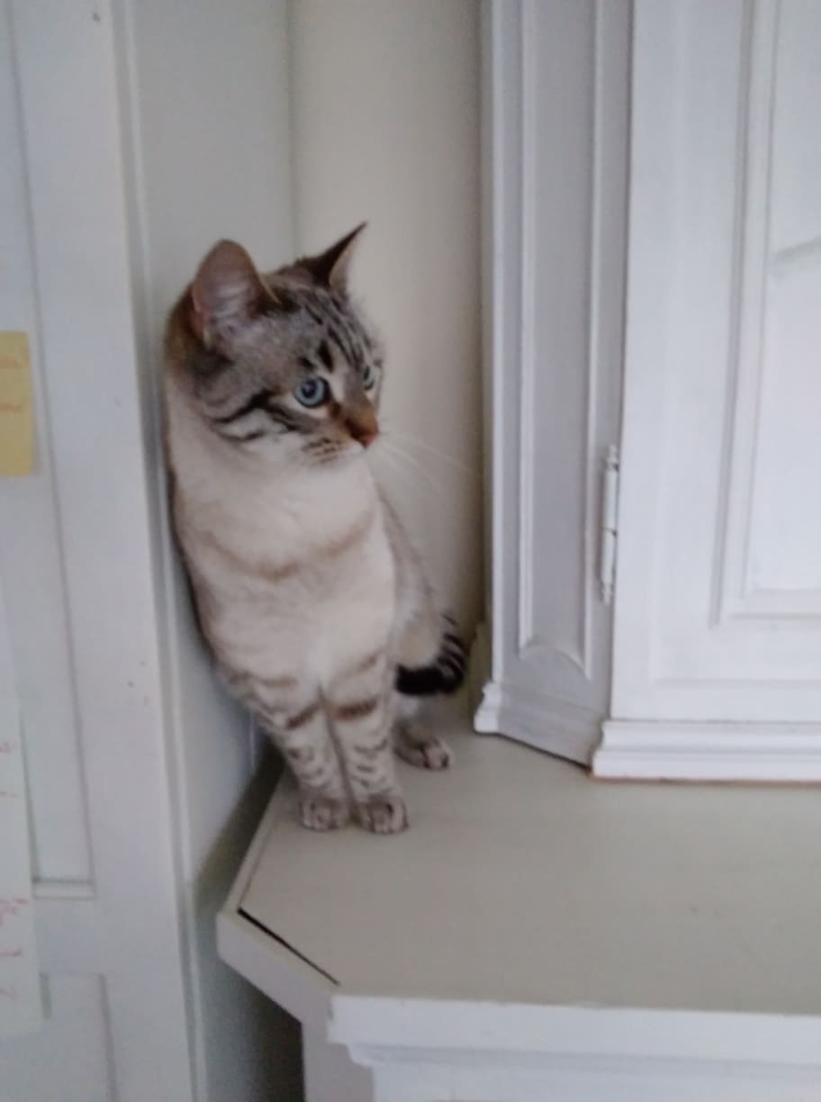 ESMEE (ex SOPHY), chat femelle, née environ en août 2020 - Chez Gina (Roumanie - Adoptée par Pascale Barbara (1470 - Belgique)  27191110