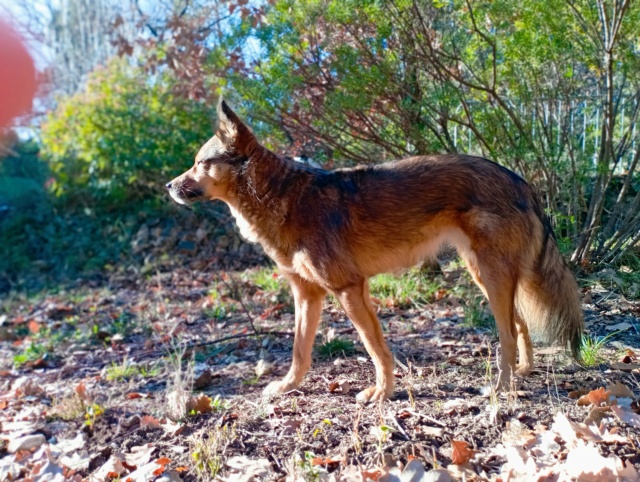 NOROC (ex SIENA) - femelle, de petite taille, née environ en janvier 2019 - Adoptée par Corinne (83) - Page 2 27205111