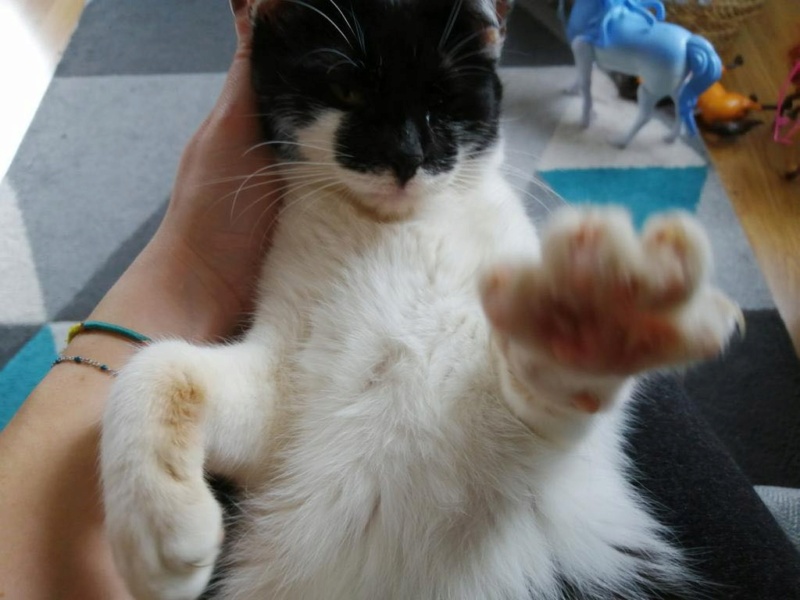 KATE - chaton femelle, née environ en juillet 2021 - En FA chez Lili (Roumanie) - En FA chez SIXTINE ET ROMAIN (42) - adoptée par Laura (69) - EN FUGUE !! - Retrouvée décédée 27221512