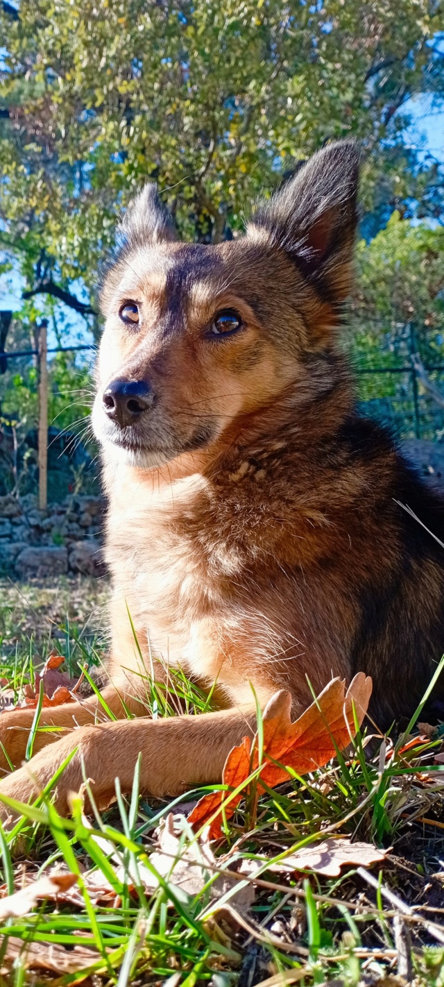 NOROC (ex SIENA) - femelle, de petite taille, née environ en janvier 2019 - Adoptée par Corinne (83) - Page 2 27225611