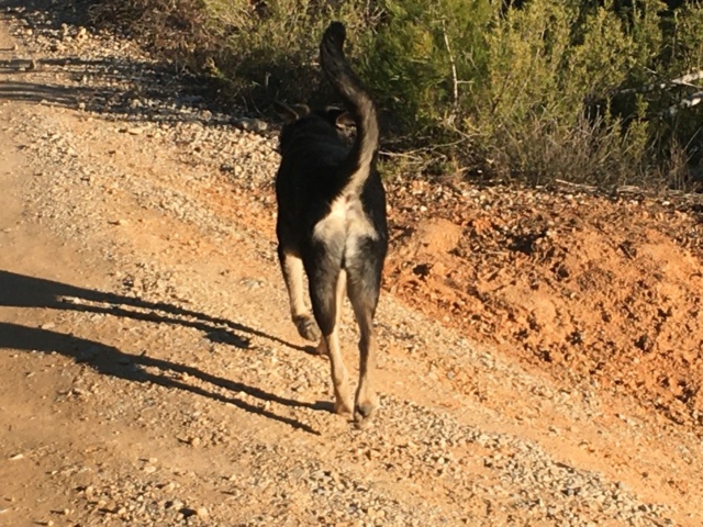 BIDULE - chiot mâle, de taille petite à moyenne à l'âge adulte - né environ en avril 2021 - REMEMBER ME LAND - Adopté par Corinne (38)  27268511