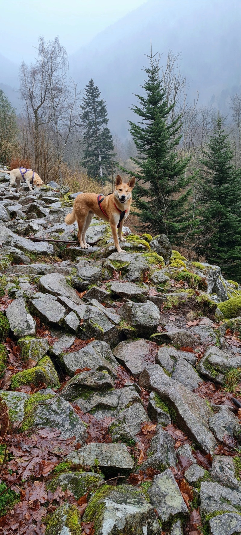 INGO (ex DINGO) - mâle, de taille moyenne - né environ en février 2017 - REMEMBER ME LAND - Adopté par Lydia (67) - Page 2 27364310