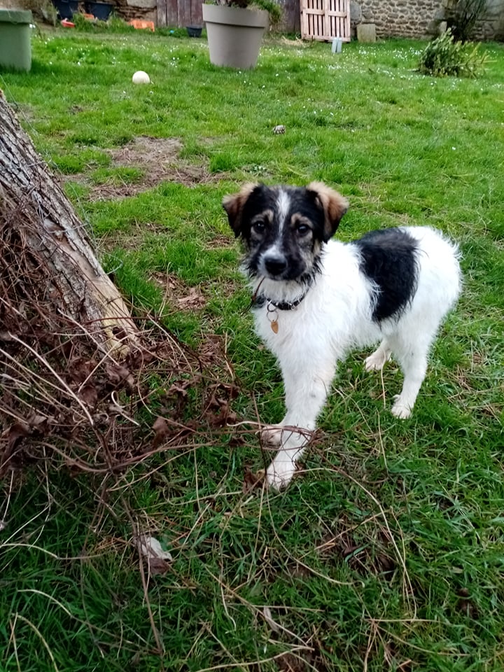 SNOOPY (ex PAMPELUNE) - chiot mâle, de taille moyenne à l'âge adulte - né environ en septembre 2021 - REMEMBER ME LAND - Adopté par Nadège (53)  27384610