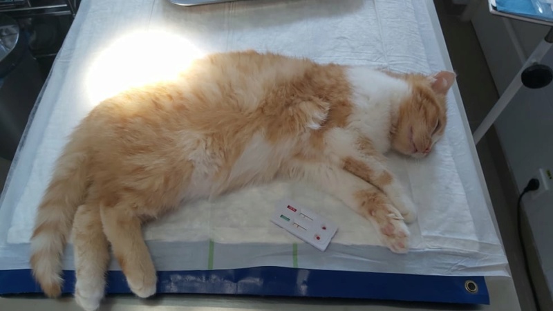 CHAMPOMY - chaton mâle, né environ en septembre 2021 - En FA chez Lili (Roumanie) - décédé 27416110