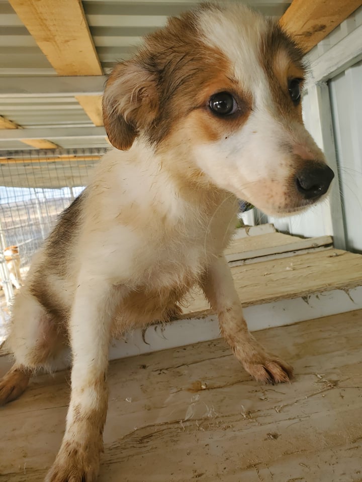 GERALT (ex HIBOU) - chiot mâle, de taille moyenne à l'âge adulte - né environ en novembre 2021 - REMEMBER ME LAND - Adopté par Thomas (7050 - Belgique)  27423810