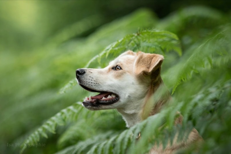 MIETTE (ex FELICIA) - chiot femelle, de taille moyenne à l'âge adulte - née environ en octobre 2020 - REMEMBER ME LAND - Adoptée par Lise et Justin (60) 27454410