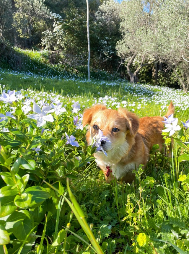 ROGERS (ex ANGELOT) - chiot mâle, de petite taille à l'âge adulte - né environ en septembre 2021 - REMEMBER ME LAND - Adopté par Manon (83)  27488210