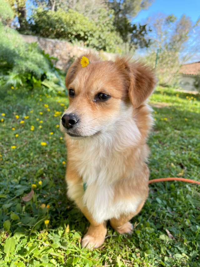 ROGERS (ex ANGELOT) - chiot mâle, de petite taille à l'âge adulte - né environ en septembre 2021 - REMEMBER ME LAND - Adopté par Manon (83)  27496910