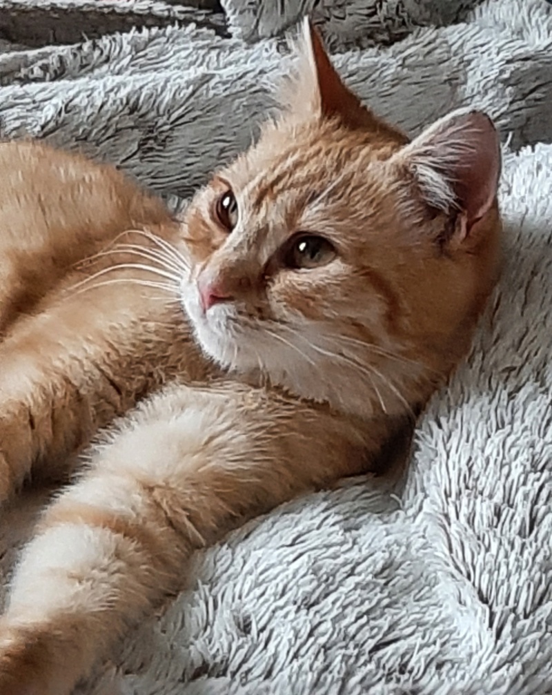 ABIGAIL - chaton femelle, née environ en juillet 2021 - En FA chez Lili (Roumanie) - Adoptée par Cindy et Gianni (49) 27503610