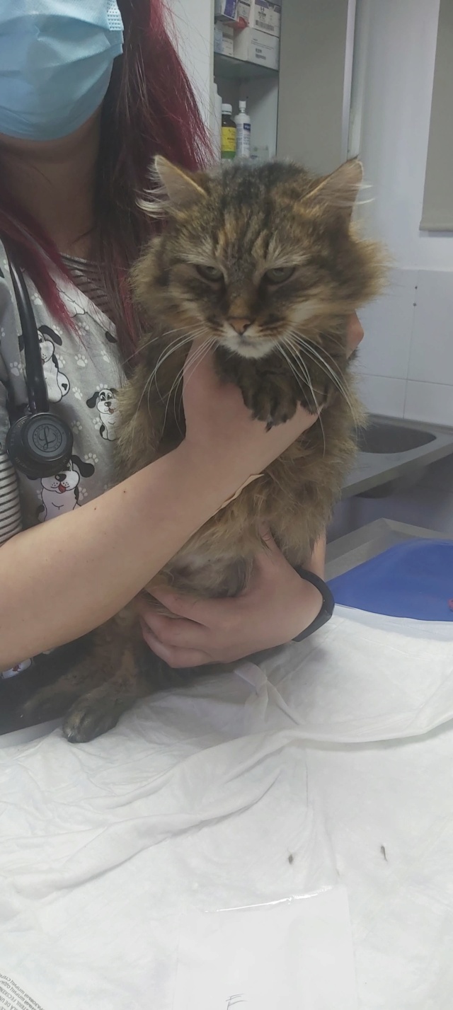 MILICA (ex PRINCESSE), chat femelle, née environ en mars 2020 - Clinique de LUCIAN (Roumanie) - Adoptée par Silvia (69)  27574111