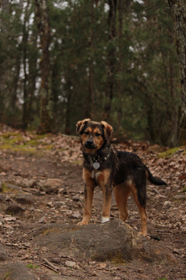 SHOTGUN (ex RAQUEL) - chiot femelle, de taille moyenne à l'âge adulte - née environ en septembre 2021 - REMEMBER ME LAND - Adoptée par Lucile (69)  27578710