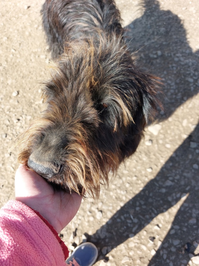 MADELEINE (ex SCHNAUZIE) - femelle, de grande taille - née environ en janvier 2020 - REMEMBER ME LAND - Adoptée par Gwendoline (59)  27602410