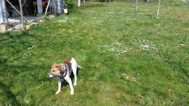 SERGIO - chiot mâle, de taille moyenne à l'âge adulte - né environ en septembre 2021 - REMEMBER ME LAND - Adopté par Simona (70)  27730110