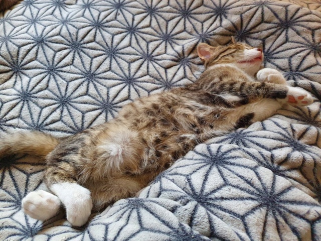 FLIPPER - chaton mâle, né environ en août 2021 - REMEMBER ME LAND - en FA chez ABYSSE (92) - Adopté par Eugène (93) 27731511