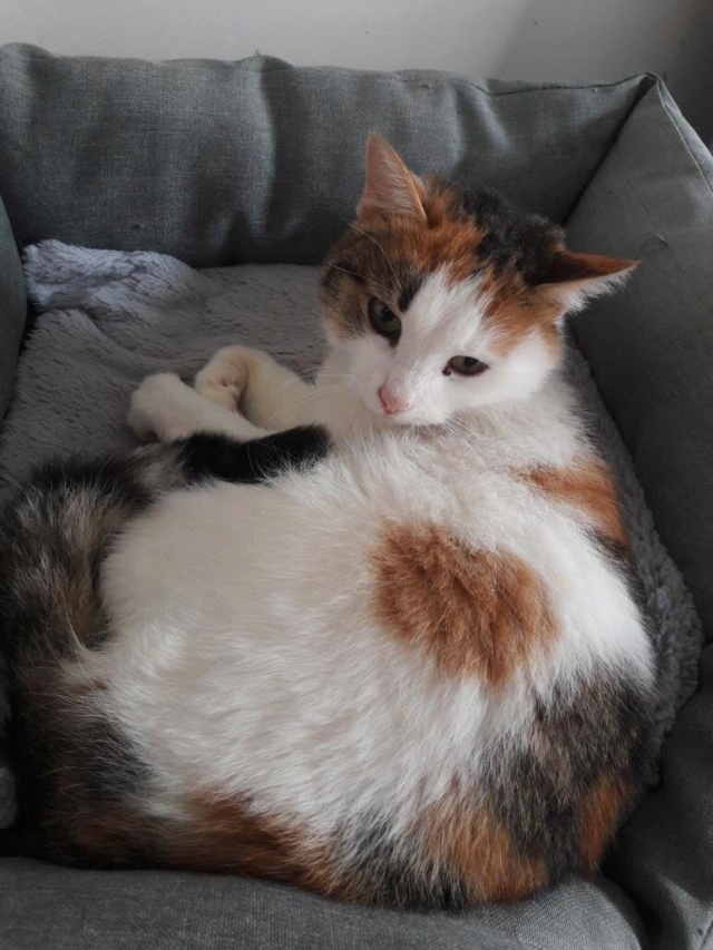 BOYA, chat femelle, née environ en mars 2019 - En FA chez Gina (Roumanie) - en FA chez Laurie (depart13) - adoptée par Stéphane (13) 27731611