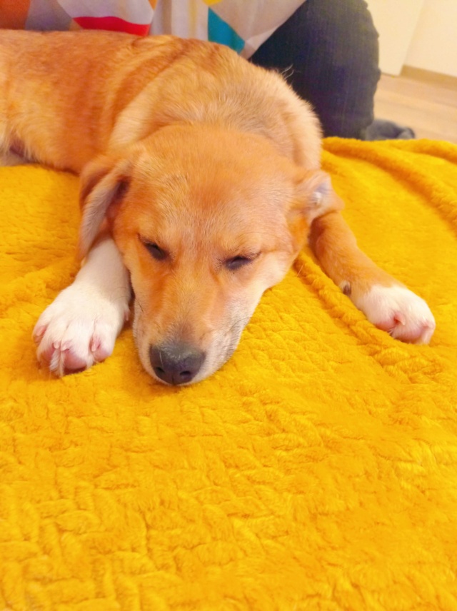 BISCOTTE (ex STOCKHOLM) - chiot femelle, typée corgi, de taille petite à moyenne à l'âge adulte - née environ en septembre 2021 - REMEMBER ME LAND - Adoptée par Clémentine (69)  27740310