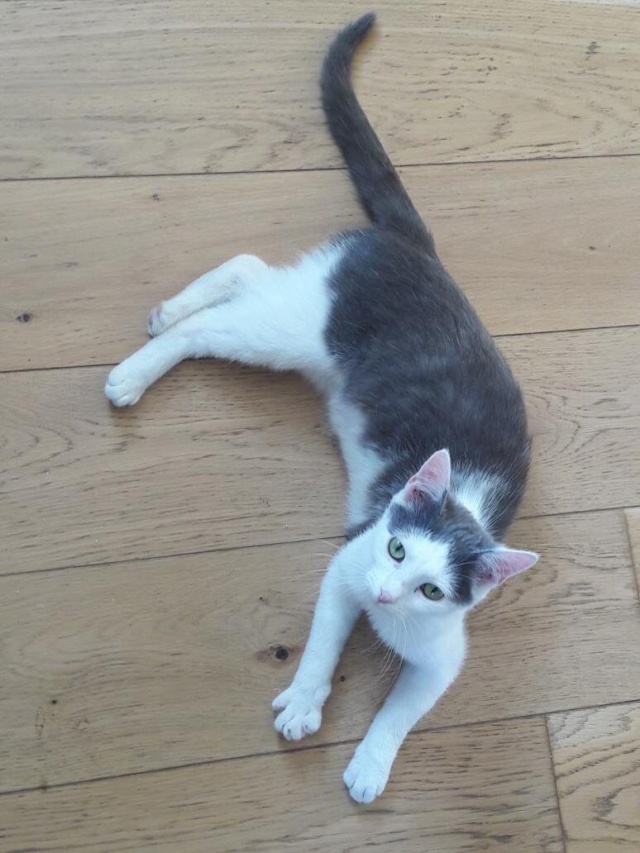 MUSHU (ex JAMES) - chaton mâle, né environ en juillet 2021 - En FA chez Lili (Roumanie) - en FA chez Laurie (13) - adopté par Aurore (13) 27860711