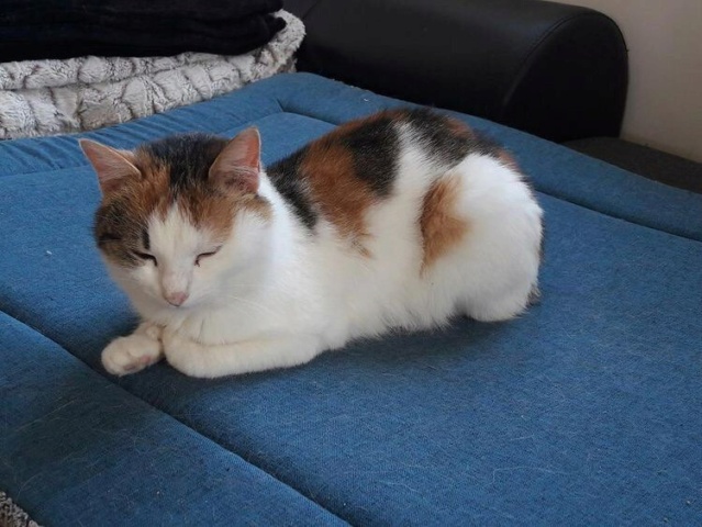 BOYA, chat femelle, née environ en mars 2019 - En FA chez Gina (Roumanie) - en FA chez Laurie (depart13) - adoptée par Stéphane (13) 27861012