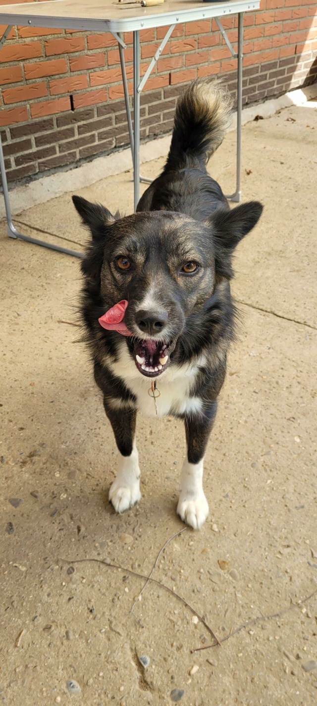 KALA - femelle, de taille petite à moyenne - née environ en juin 2019 - REMEMBER ME LAND - Adoptée par Laura (Belgique)  27867610