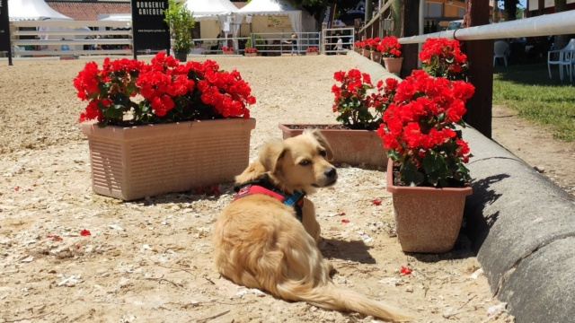 SPIK - Chiot mâle, croisé - taille moyenne à l'âge adulte - Né environ mi juin 2019 - Adopté par Geneviève (74)  - Page 5 28481610