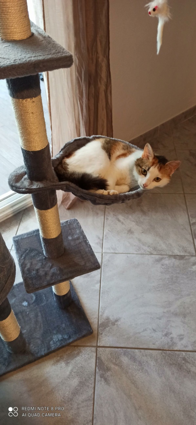 BOYA, chat femelle, née environ en mars 2019 - En FA chez Gina (Roumanie) - en FA chez Laurie (depart13) - adoptée par Stéphane (13) 28518910