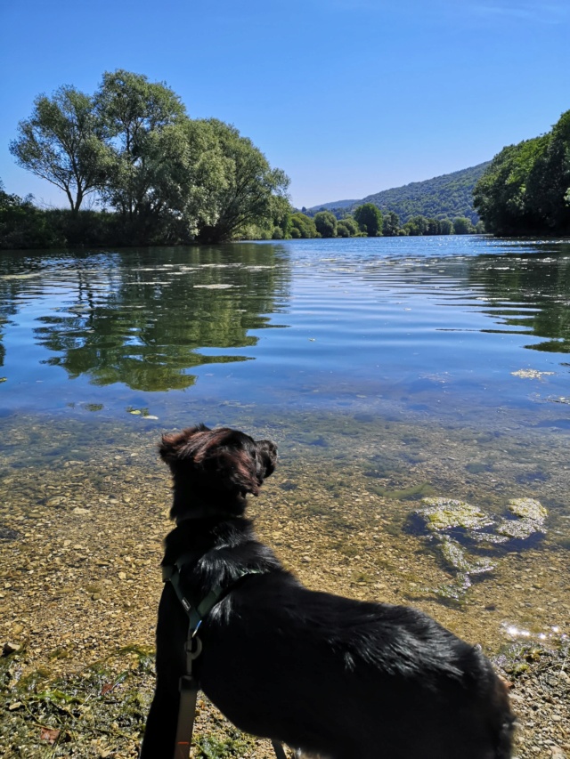 FINAUDE - chiot femelle, typée labrador, de grande taille à l'âge adulte - née environ en décembre 2021 - REMEMBER ME LAND - Adoptée par Alicia et Alain (25)  28710810