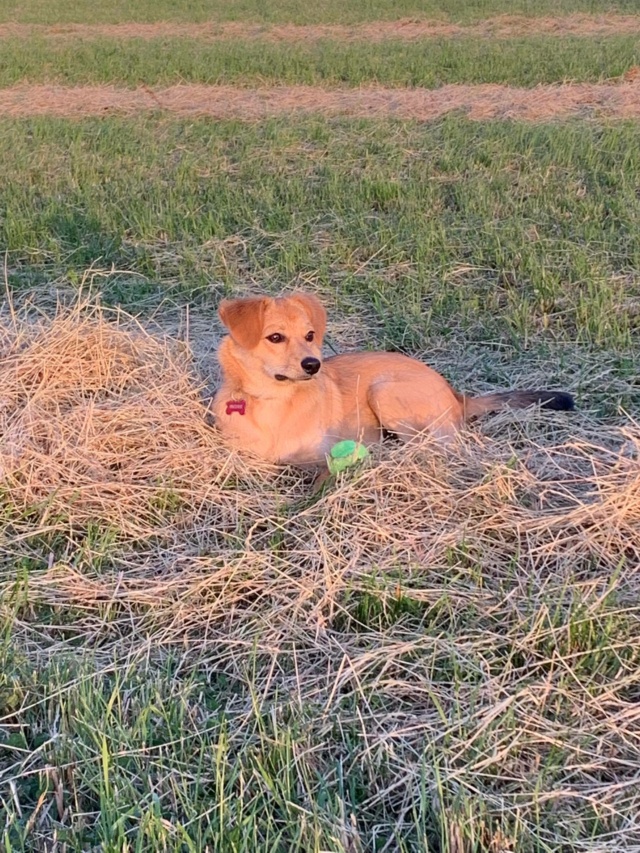 CHANCE (ex ALEZAN) - chiot mâle, de taille petite à moyenne à l'âge adulte - né environ en octobre 2021 - REMEMBER ME LAND - Adopté par Isabelle (4920 - Belgique)  28802110