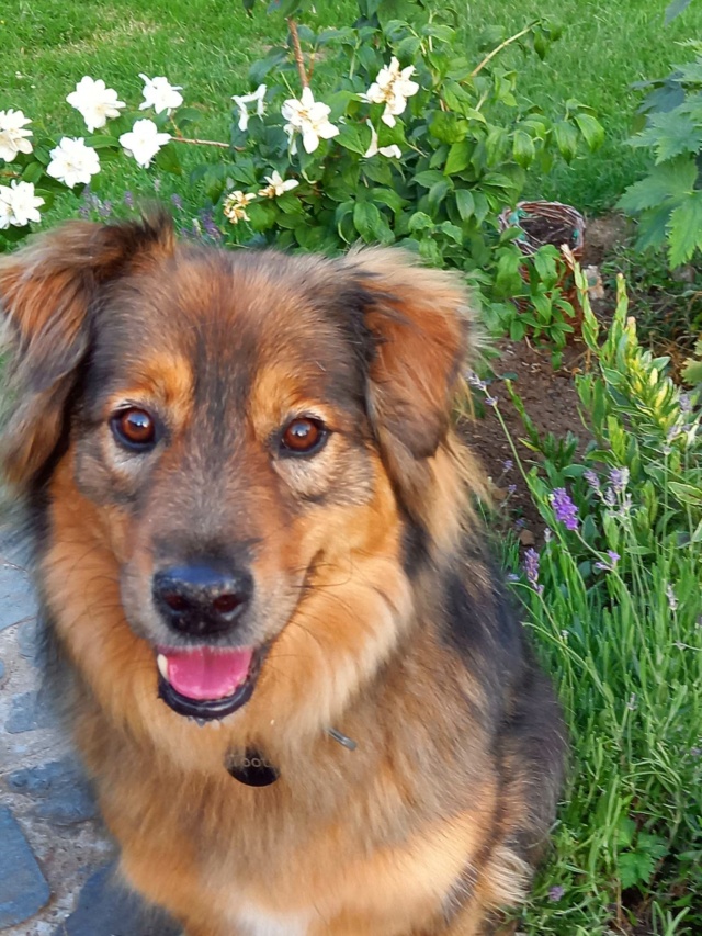 TOOTS (ex JOEY) - mâle de taille moyenne , né environ en octobre 2013 - (Fourrière de Giurgiu) - REMEMBER ME LAND - Adopté par Élise (Belgique)  28815710