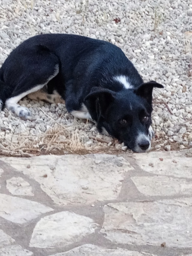 STELA - chiot femelle, de taille moyenne à l'âge adulte - née environ en janvier 2021 - Adoptée par Adelyne et Damien (85) 28857210