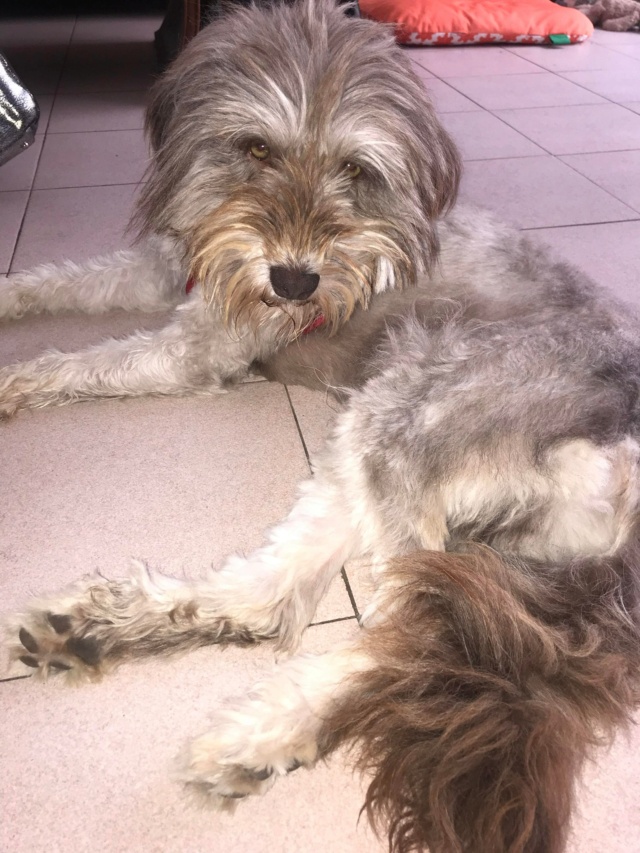 TEDDY (ex SALVADOR) - mâle, typé griffon, de taille moyenne - né environ en décembre 2019 - (Fourrière de Roman) - REMEMBER ME LAND - Adopté par Nancy (06)  - Page 2 28985410