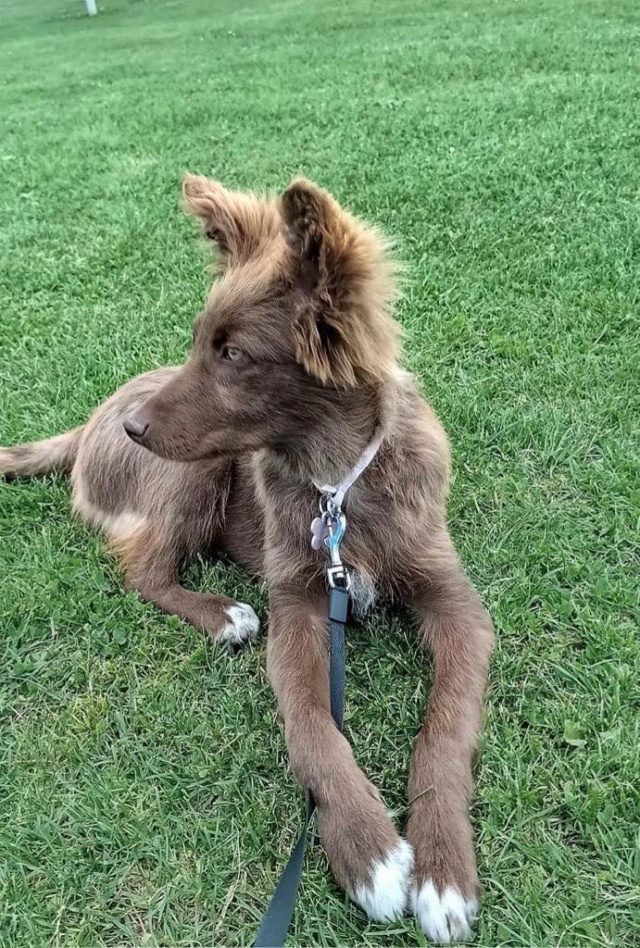 MALYA (ex MANYA) - chiot femelle, de taille moyenne à l'âge adulte - née environ en décembre 2021 - REMEMBER ME LAND - EN FAMILLE D'ACCUEIL CHEZ Elisa (68) - Adoptée par Lorène (54)  29017711