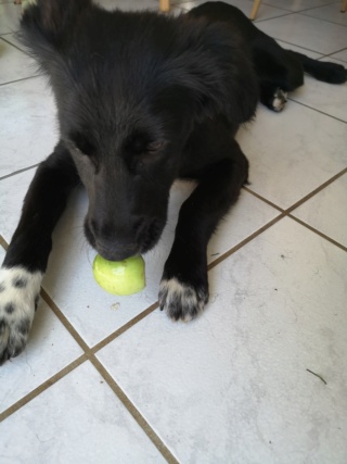 FINAUDE - chiot femelle, typée labrador, de grande taille à l'âge adulte - née environ en décembre 2021 - REMEMBER ME LAND - Adoptée par Alicia et Alain (25)  29036110