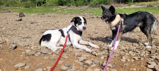 KALA - femelle, de taille petite à moyenne - née environ en juin 2019 - REMEMBER ME LAND - Adoptée par Laura (Belgique)  29527710