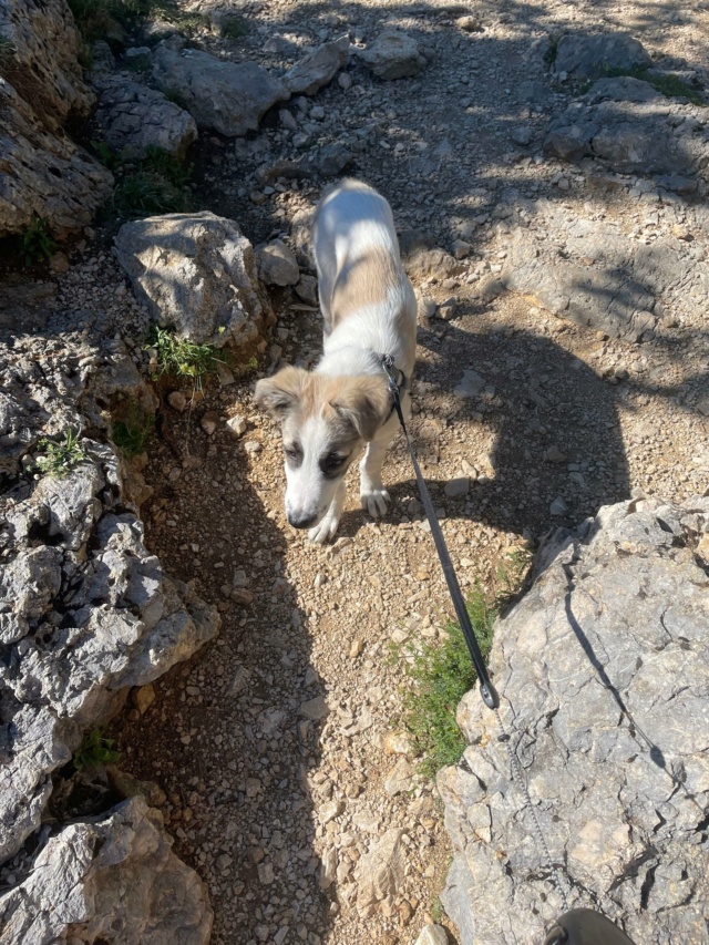 ROSIE (ex LYSE) - chiot femelle, de taille moyenne à l'âge adulte - née environ en janvier 2022 - REMEMBER ME LAND - Adoptée par Tsila (38)  29632010