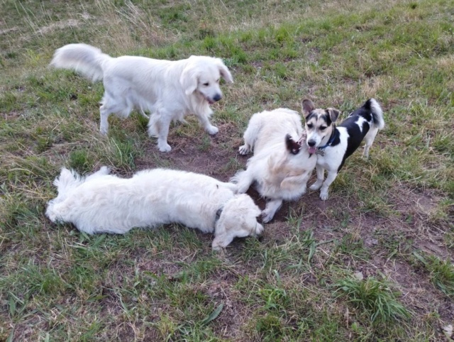 SANTIAGO - chiot mâle, de taille petite à moyenne à l'âge adulte - né environ en septembre 2021 - REMEMBER ME LAND - Adopté par Dominique (68)  29661710