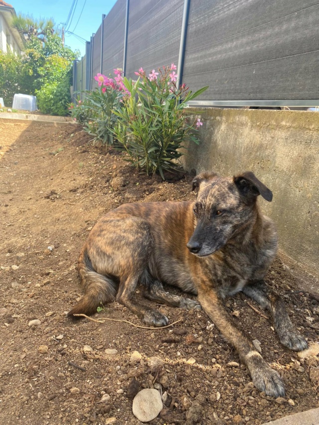 CAYENNE (ex AKITA) - femelle croisée de taille moyenne à l'âge adulte, née environ en septembre 2017 (PASCANI) - REMEMBER ME LAND- adoptée par Alice (21) - Page 5 30070010