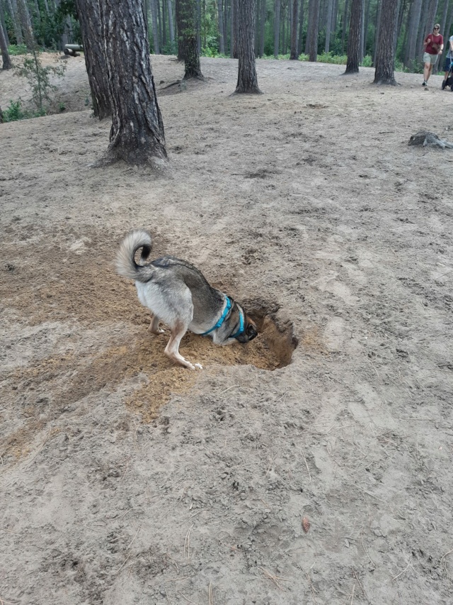 ZORO - chiot mâle, de taille moyenne à l'âge adulte - né environ en août 2021 - REMEMBER ME LAND - Adopté par Elodie et Pierre (4837 - Belgique)  30137711