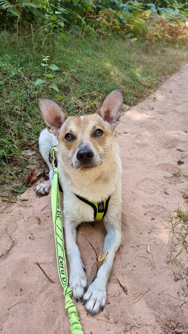 PEPITA - chiot femelle, de taille moyenne à l'âge adulte - née environ en mars 2020 - Remember Me Land - Adoptée par Sophie (67)  30162112