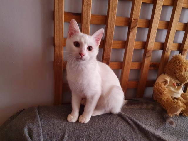 FLOCON (ex LOULOU) - chaton mâle, né environ en mars 2022 - A la clinique de Lucian (Roumanie) - EN FA CHEZ ABYSSE (92) - ADOPTE PAR Samuel et France (93) 30708611