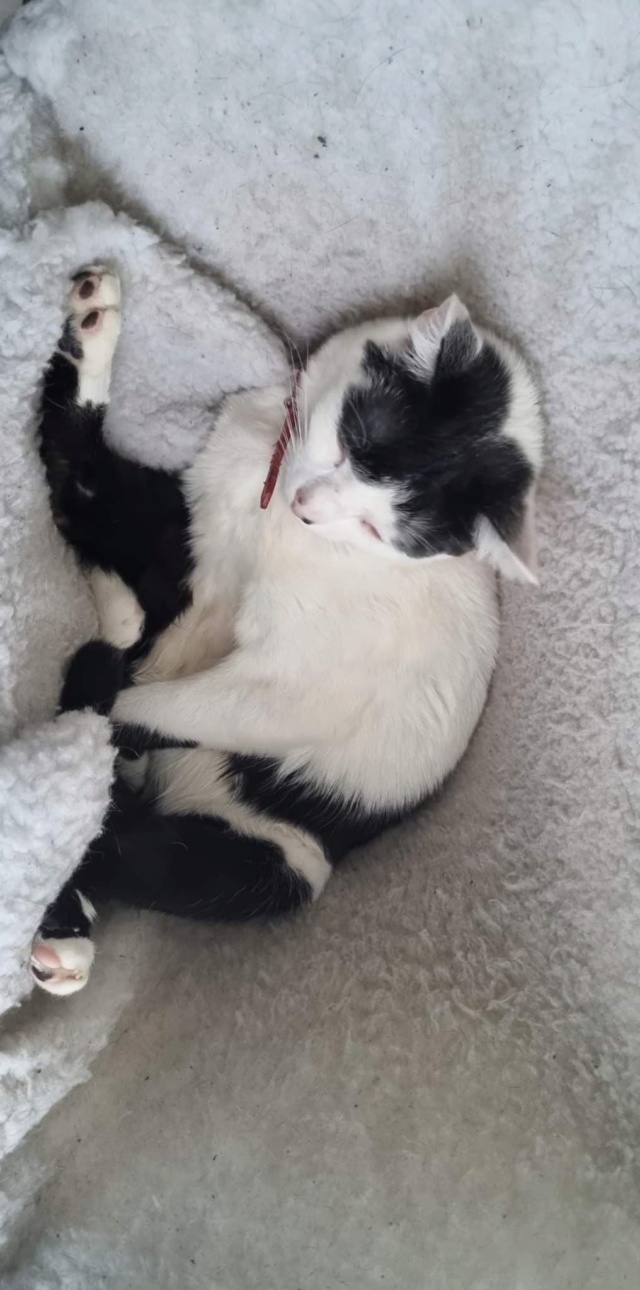 PATACHOU - chaton mâle, né environ mi août 2019 - REMEMBER ME LAND - ADOPTE PAR ALEXIA (77) 30827210