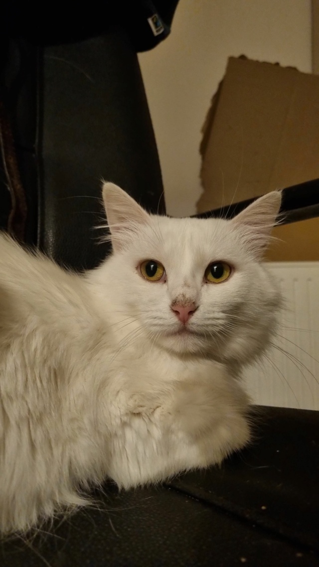 BILLA , chat femelle, née environ en septembre 2019 - (Ukraine - Centre RM Pascani en Roumanie) - Adoptée par Clothilde (80)  30929811