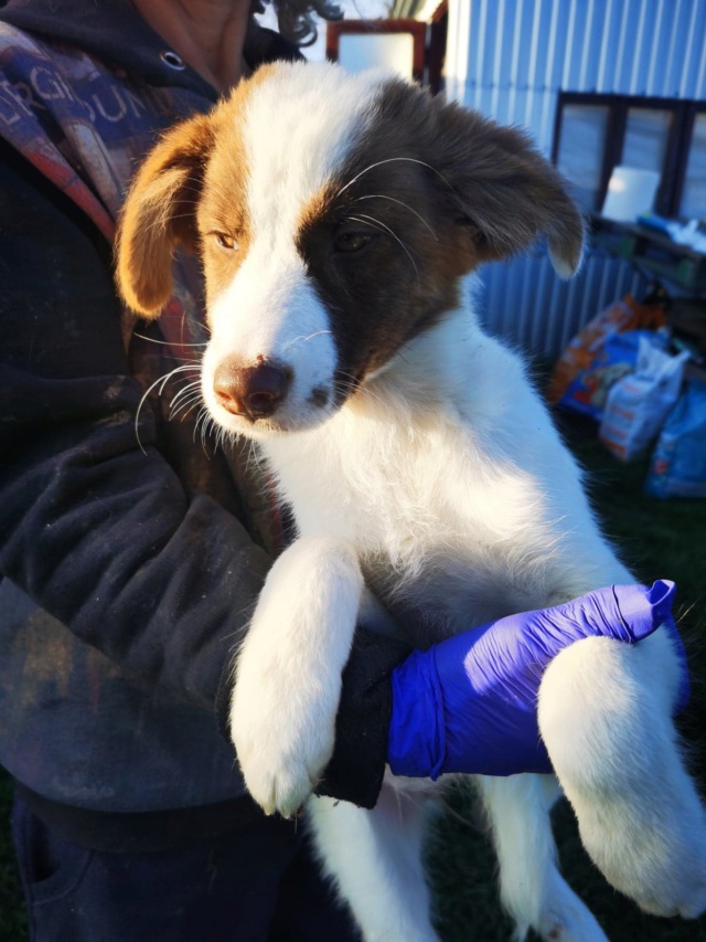 TARA (ex MINDAY) - chiot femelle typée border, de taille moyenne à l'âge adulte - née environ en juin 2022 - en FA à Tergu Neamt (Roumanie) - Adoptée par Zoé (75)  31232610